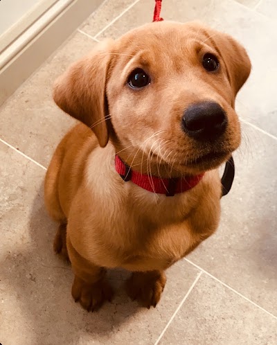 Grooming Van Image