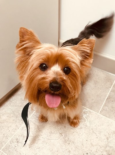 Grooming Van Image