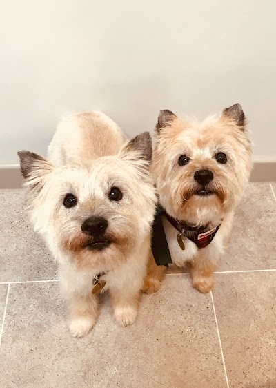 The Dog Room
