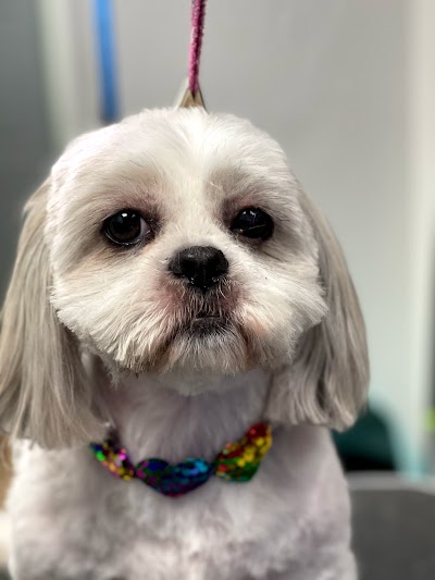 Grooming Van Image