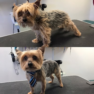 Grooming Van Image