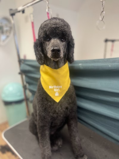 Grooming Van Image