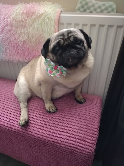 Grooming Van Image