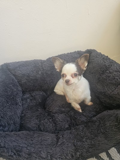 Grooming Van Image