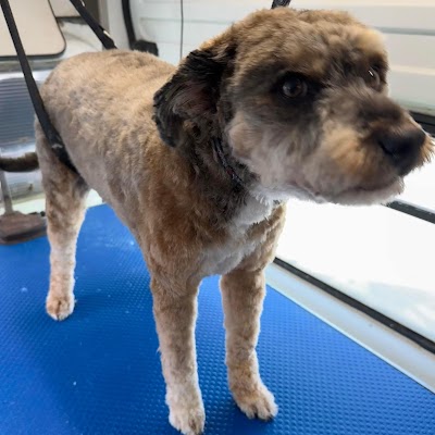 Grooming Van Image