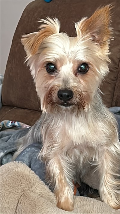 Grooming Van Image
