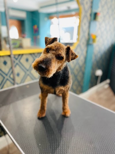 Grooming Van Image