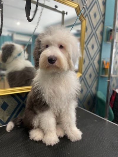 Grooming Van Image