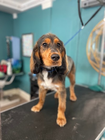 Grooming Van Image
