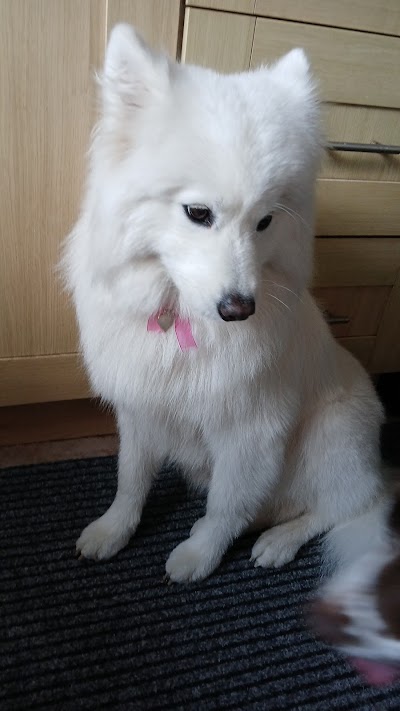 Grooming Van Image