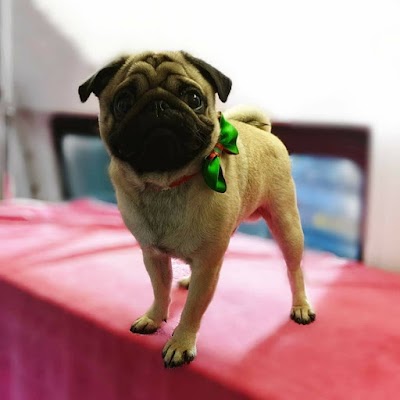 Grooming Van Image