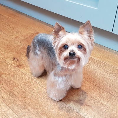 Grooming Van Image