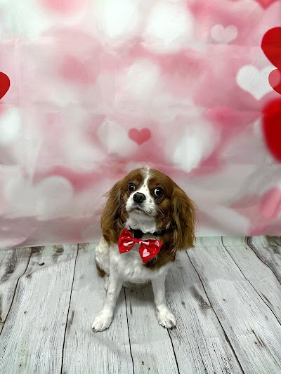 The Poochie Palace - Dog Grooming Services