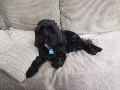 Grooming Van Image