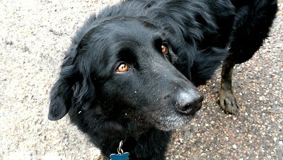 Grooming Van Image