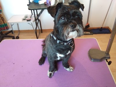 Grooming Van Image
