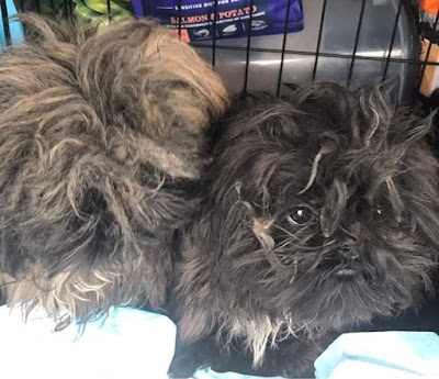 Grooming Van Image