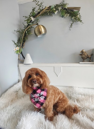 Grooming Van Image