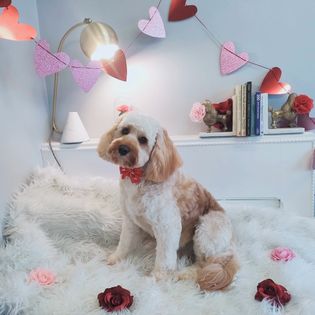 Grooming Van Image