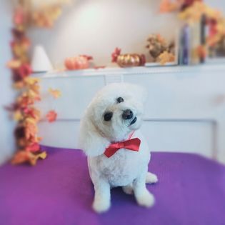 Grooming Van Image