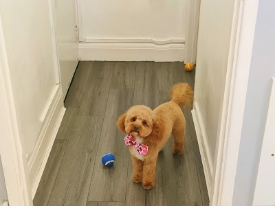 Wild to styled dog grooming and Spa