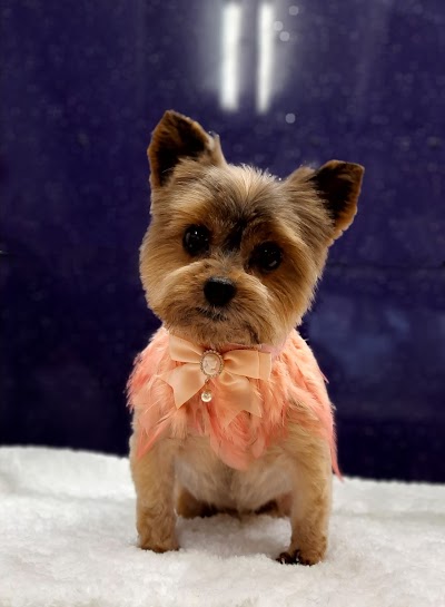 Grooming Van Image