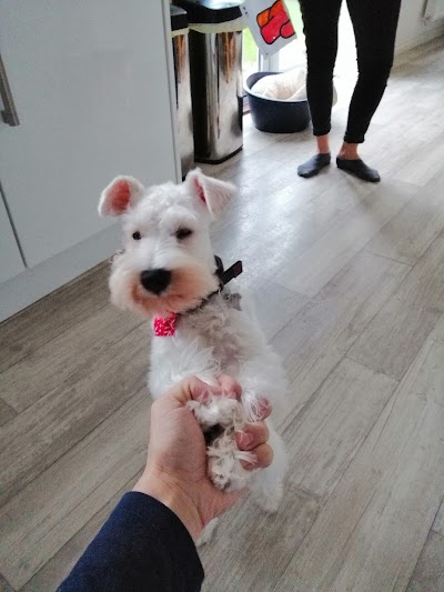 Grooming Van Image