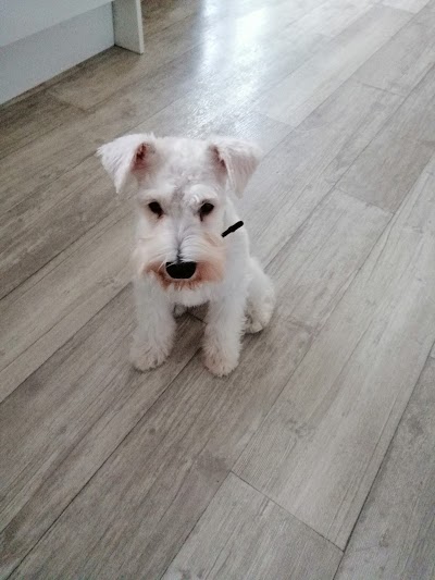 Grooming Van Image