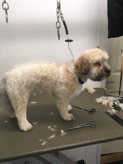 Grooming Van Image