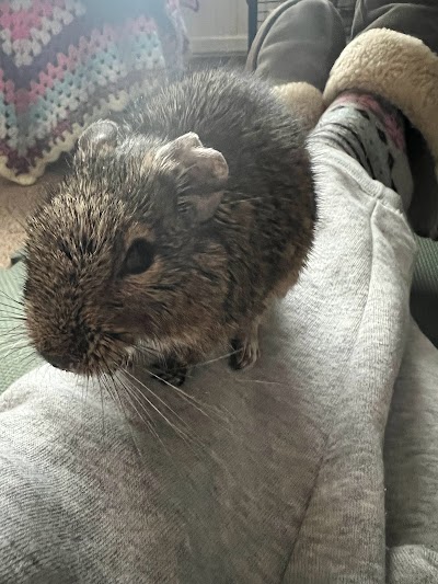 Grooming Van Image