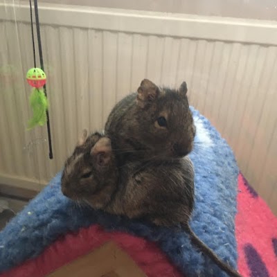 Grooming Van Image