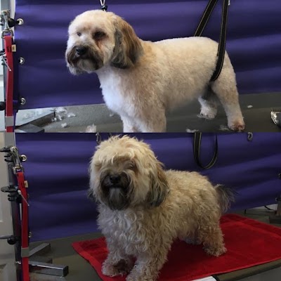 Animaltastic Dog Groomers & Pet Sitter