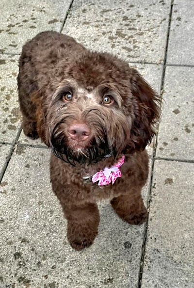 Grooming Van Image