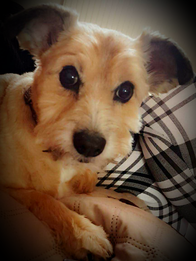 Grooming Van Image