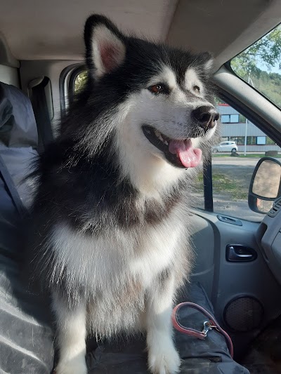 Grooming Van Image
