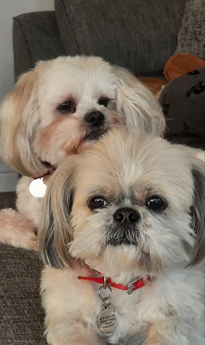 Grooming Van Image