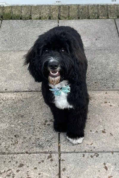 Best Paw Forward