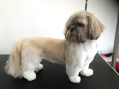 Grooming Van Image