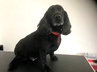 Grooming Van Image