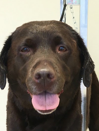 Grooming Van Image