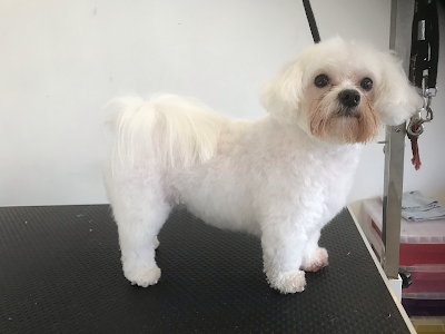 Grooming Van Image