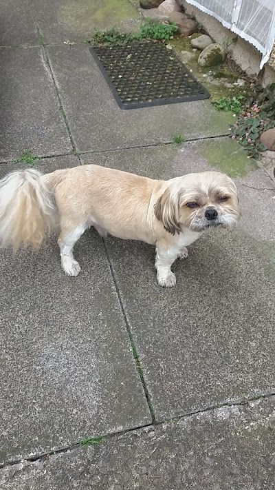 Grooming Van Image