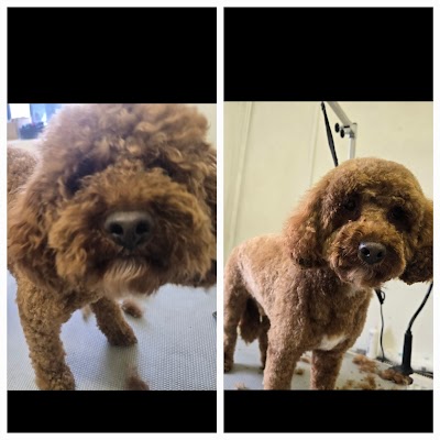 Grooming Van Image