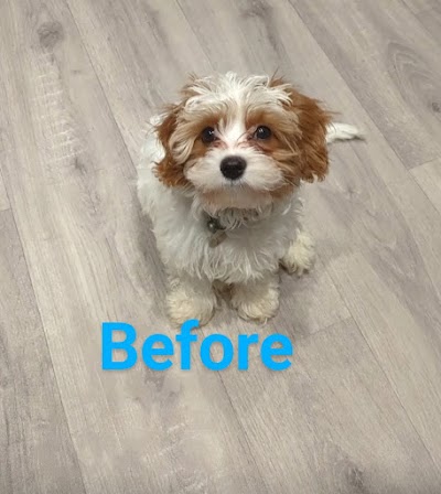 Grooming Van Image
