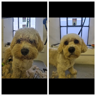 Grooming Van Image