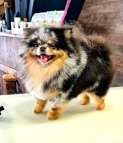 Grooming Van Image