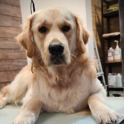 Grooming Van Image