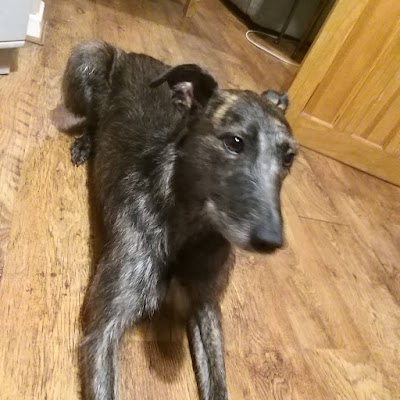 Grooming Van Image