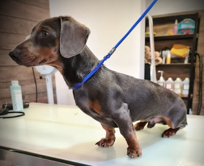 Grooming Van Image