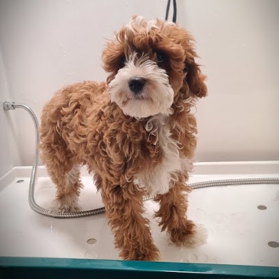 Creed's Dog Grooming